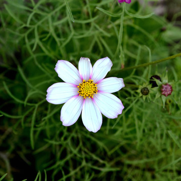 格桑花