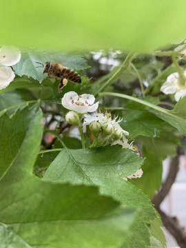 山楂花