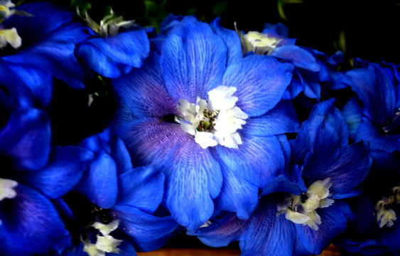 意大利蓝色花