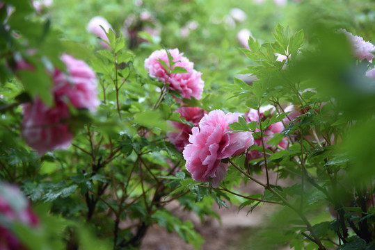 牡丹牡丹园牡丹花牡丹花苞