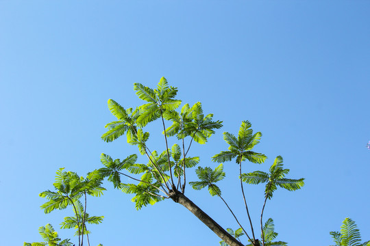 蓝花楹