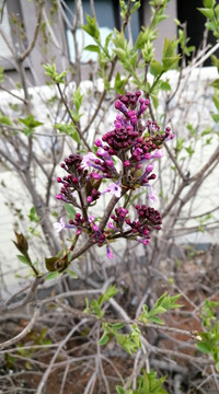 含苞待放的紫丁香