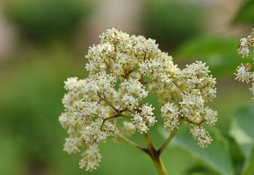 接骨木花序