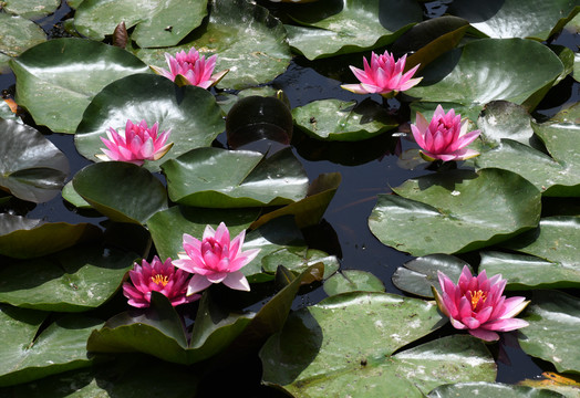 山东滕州微山湖湿地内的睡莲花