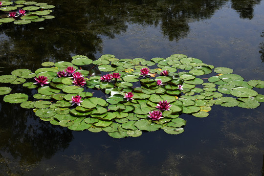 山东滕州微山湖湿地内的睡莲花