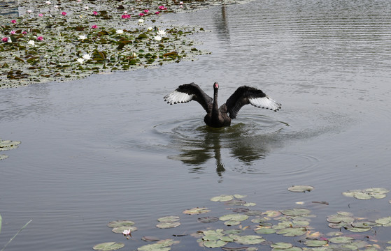 微山湖湿地内的黑天鹅