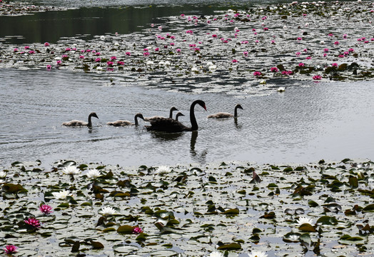 微山湖湿地内的黑天鹅