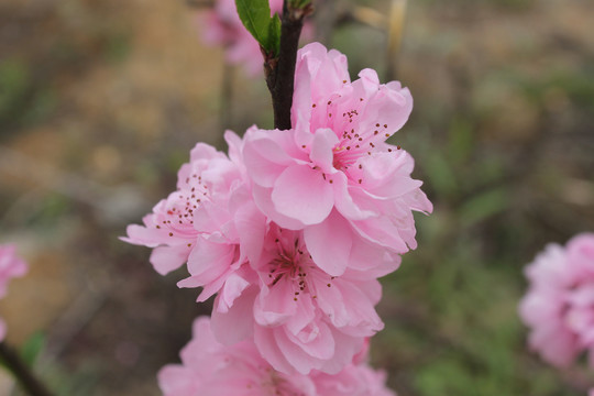 观赏桃花