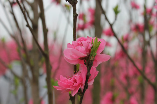 观赏桃花