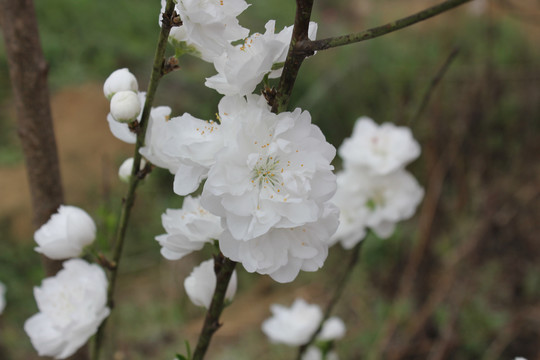 观赏桃花