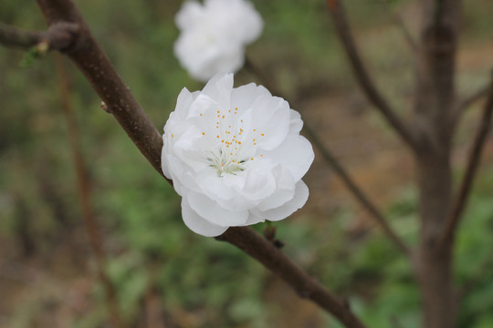 桃花