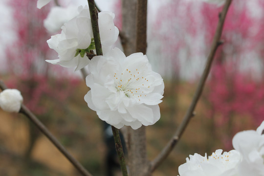 桃花