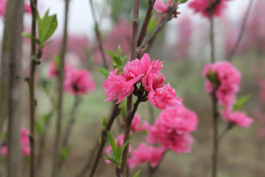 桃花