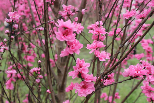 桃花