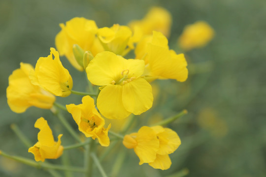 油菜花