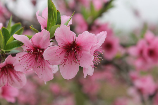 桃花