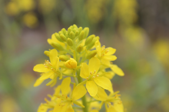 油菜花