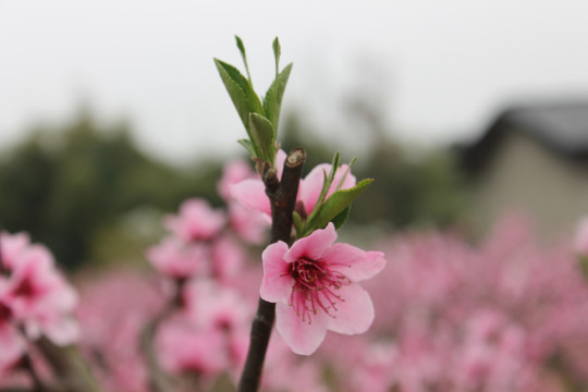 桃花