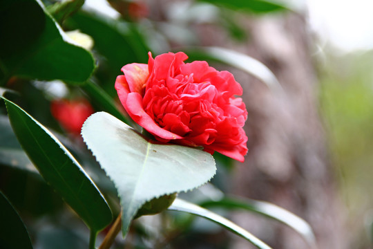 山茶花