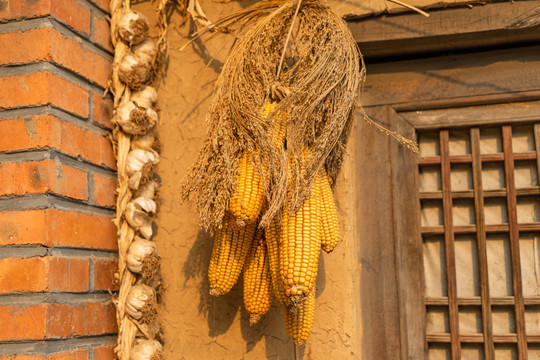 乡村院子中挂着的玉米