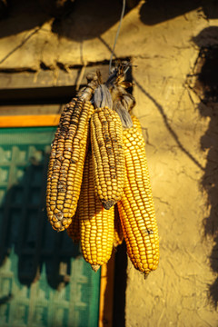 乡村院子中挂着的玉米