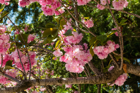 樱花树