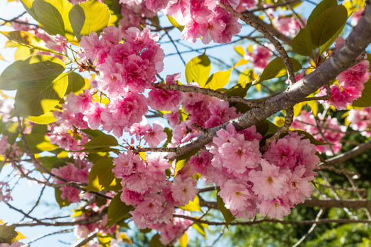 樱花树