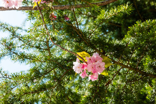 樱花树