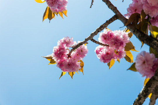 樱花树