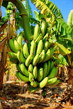 青香蕉香蕉串
