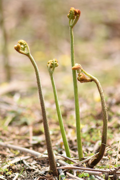 蕨菜龙爪菜