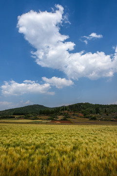 麦田麦穗田园风光