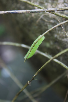 菜青虫