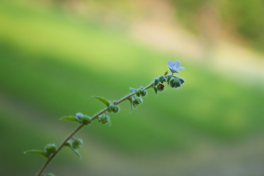 盾果草