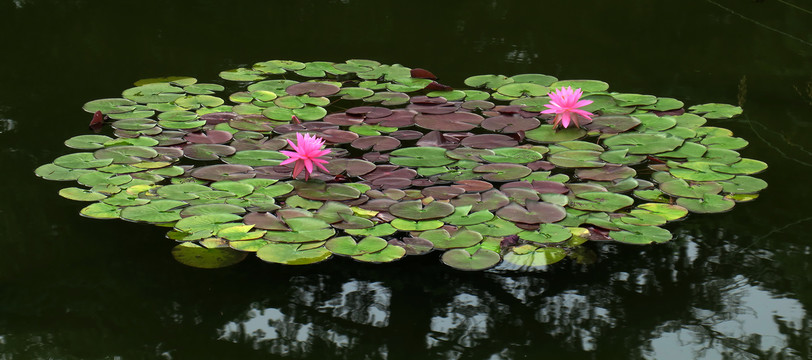 南植莲花