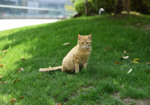 草地玩耍的黄色小花猫