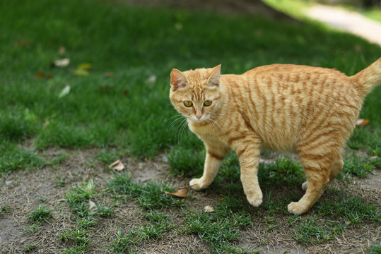 黄色小花猫