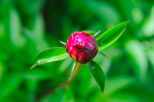 芍药花花蕾