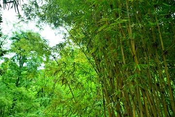 绿竹风景