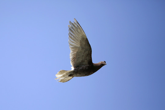 鸽子在蓝天上振翅飞翔