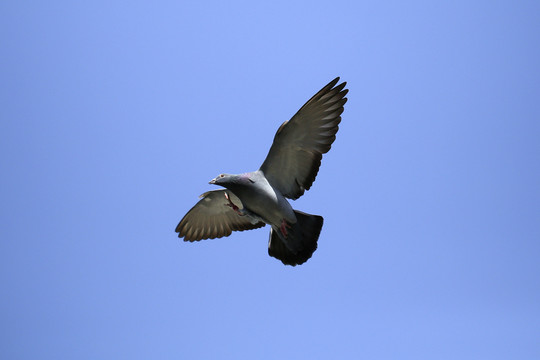 鸽子在蓝天滑翔