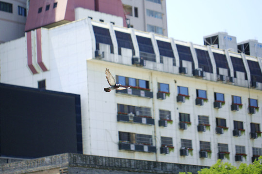 鸽子飞过城市建筑