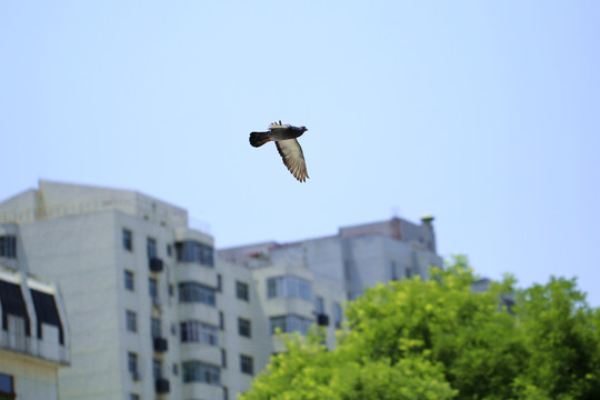 鸽子飞过城市