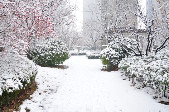 雪后园林