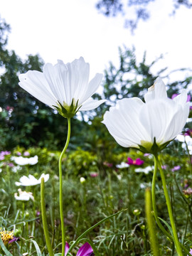 秋英花