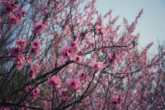 桃花花枝