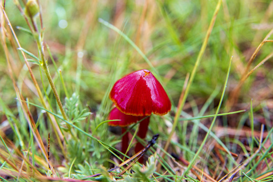 红色野蘑菇