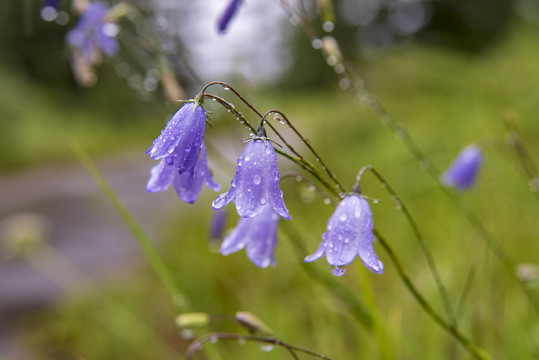 蓝色铃铛花