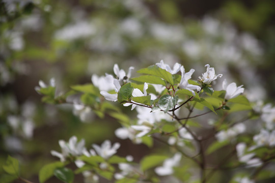 白色小野花