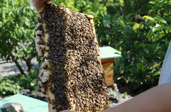 农家土蜂蜜采摘